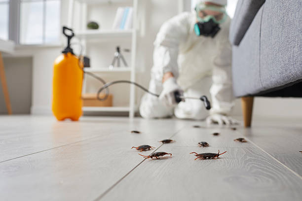 Post-Treatment Bed Bug Interceptor Monitoring in Fabens